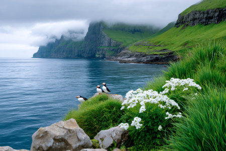 Three puffins stand on a green cliff overlooking the Atlantic Ocean in the Faroe Islandsの素材