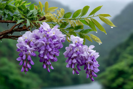 Wisteria flowers and green leaves with raindrops, creating a fresh lookの素材
