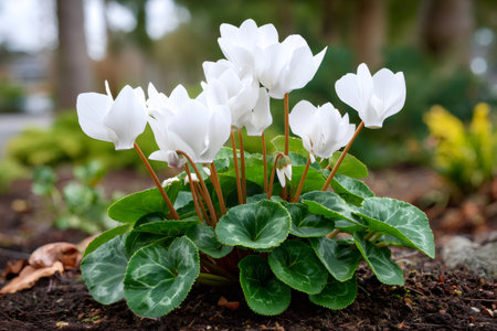 White cyclamen flowers with green leaves growing outdoors in a gardenの素材