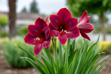 Red amaryllis flowers blooming with green leaves in a garden outdoorsの素材