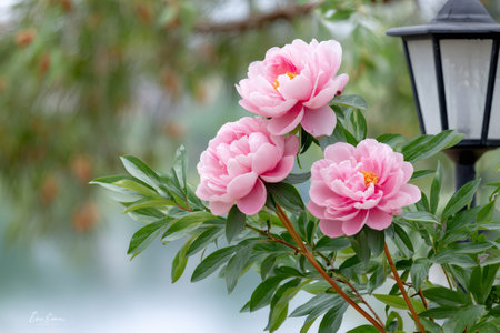 Pink peonies blooming in a garden next to a lamp, signaling springtime and beautyの素材