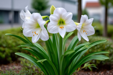 White amaryllis plant blooming outdoors, showing delicate petals and fresh green leavesの素材