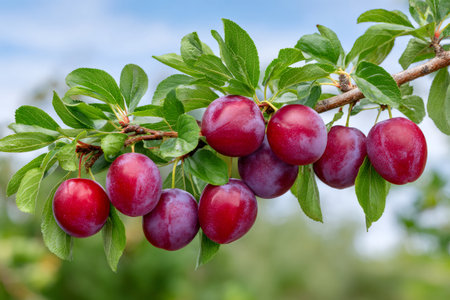 Plums are growing on a plum tree branch with green leaves against a blue skyの素材