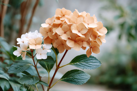 Hydrangea flowers showing delicate bloom and elegance in a soft garden settingの素材