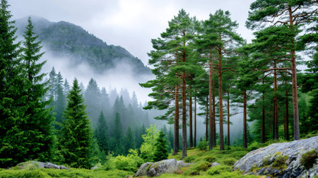 Pine trees standing tall in a forest with fog covering mountains, creating a tranquil landscapeの素材