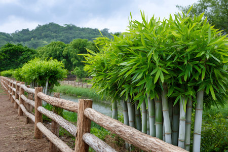 Wooden fence lining green bamboo plants beside a rural stream with mountains in the backgroundの素材