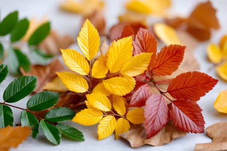 Autumn leaves exhibiting green, yellow, and red colors with a soft focus backgroundの素材