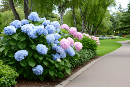 Blue and pink hydrangeas flowering beside a winding pathway through a lush parkの素材