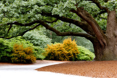Old oak tree with curving branches providing shade for colorful bushes and mulchの素材