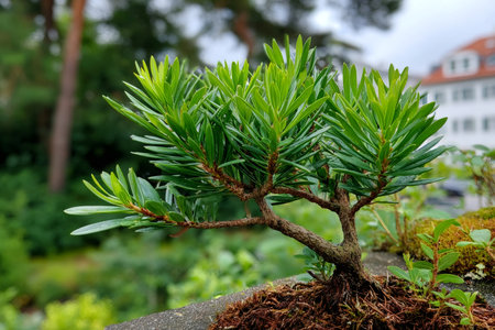 Bonsai tree with vibrant green foliage growing in a traditional gardenの素材