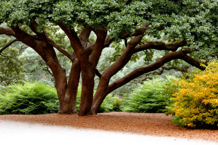 Lush green foliage and strong branches of an old oak tree in a tranquil park sceneの素材
