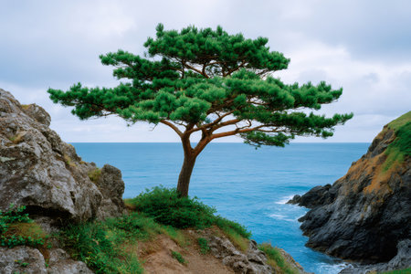 Pine tree growing on a rocky cliff, overlooking the serene blue ocean waterの素材