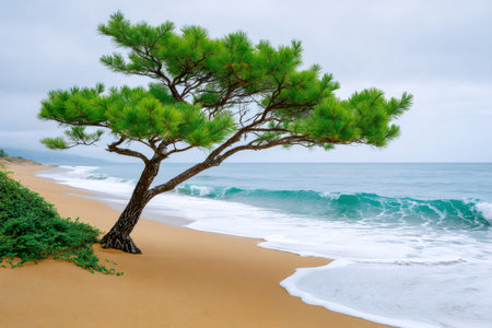 Pine tree growing by the coastline, with turquoise ocean waves lapping the golden sandの素材