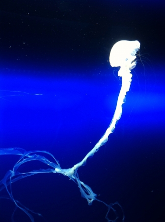 Jelly fish の素材