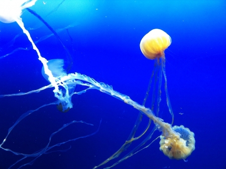 Flying Jelly Fishの素材