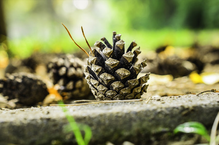 pine cone on the ground with fallen tree