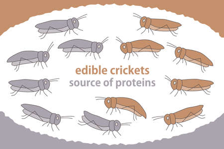 Illustration set of edible insects Cricket edible Next-generation protein resourcesのイラスト素材