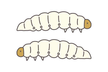 Illustration of edible insects Femoham larvae Next-generation protein resourcesのイラスト素材