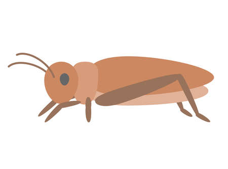 Illustration of edible crickets Flat designのイラスト素材