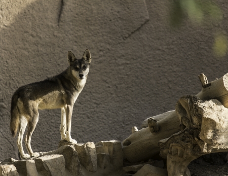 Wolf at Riyadh Zoo