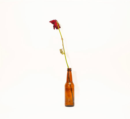 Dried rose in a glass bottle on a white background, isolatedの写真素材