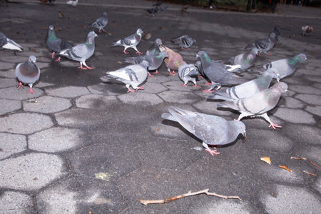 Pigeons on the street in the city, closeup of photoの写真素材