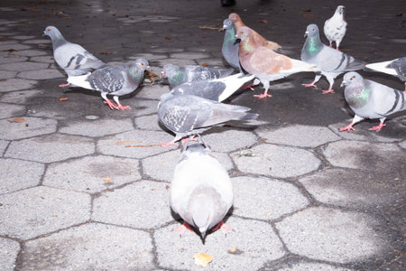 Pigeons on the ground in the park. Selective focus.の写真素材