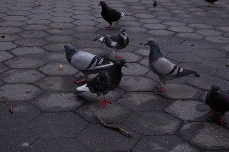 Pigeons on the ground in the city. Birds in the city.の写真素材