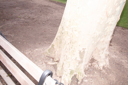 tree trunk in the park, closeup of photo with soft focusの写真素材