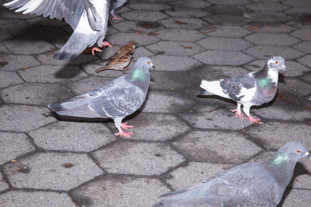 Pigeons in the city. Pigeons in the city.の写真素材