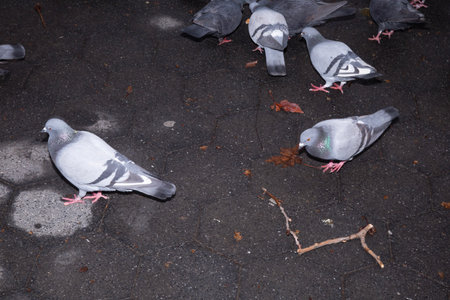 Pigeons on the street. Pigeons in the city.の写真素材