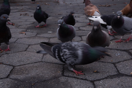 Pigeons and pigeons in the city. Birds in the city.の写真素材