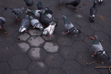 Pigeons in the city. Pigeons in the city.の写真素材