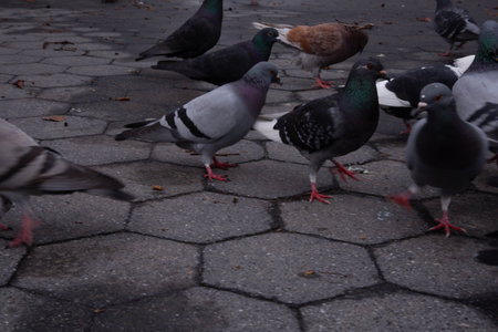 Pigeons on the street in the city. Selective focus.の写真素材