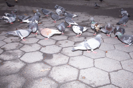 Pigeons on the ground. Pigeons on the groundの写真素材