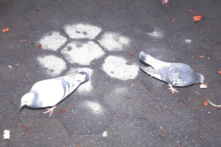 Pigeons on the pavement in the park, closeup of photoの写真素材