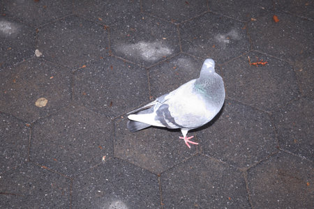 Pigeon on the ground in the park, closeup of photoの写真素材