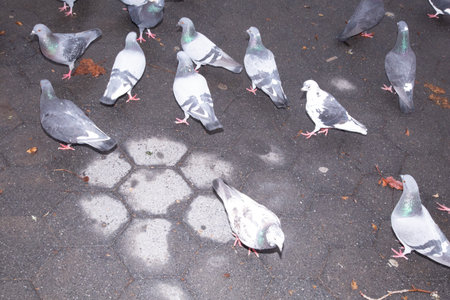 Pigeons on the ground in the park, closeup of photoの写真素材