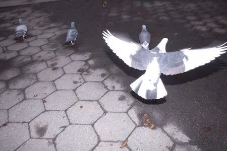 Pigeons in the streets of the city. The concept of freedom.の写真素材