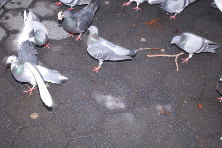 pigeons on the ground in the city park, closeup of photoの写真素材