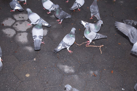 Pigeons on the floor. Pigeons in the park.の写真素材