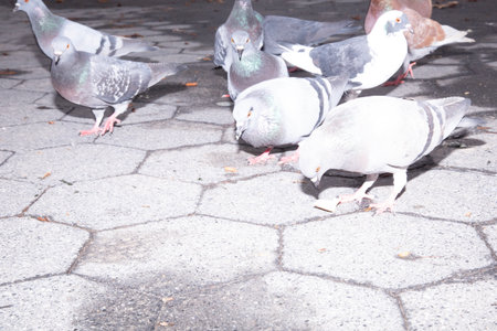 Pigeons on the ground in the park. Close up.の写真素材