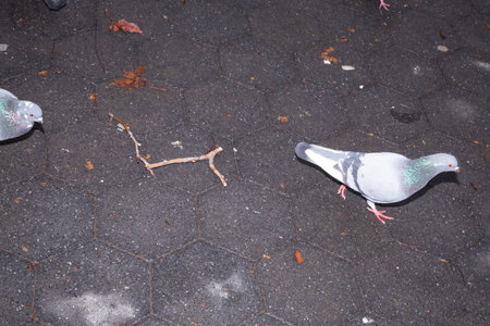 Pigeons walk on the ground in the park. Birds.の写真素材