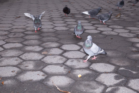 Pigeons on the pavement. Pigeons in the city.の写真素材