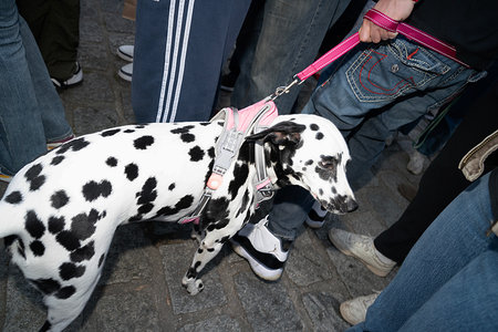 Dalmatian dog on the street in Krakow, Polandの写真素材