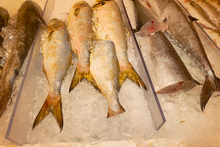 Fresh fish on ice for sale at the fish market in Istanbul, Turkeyの写真素材