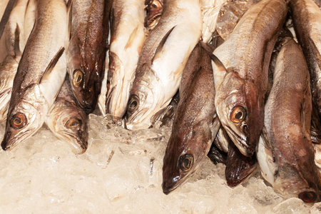 Fresh sea fish on ice in the market. Close-up.の写真素材