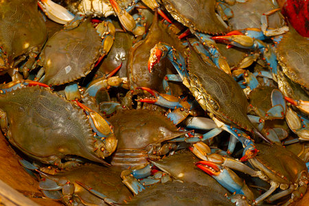 Blue crabs in the market, closeup of photo. Seafoodの写真素材
