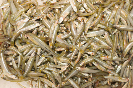 A pile of fresh anchovies in a fish market, close up