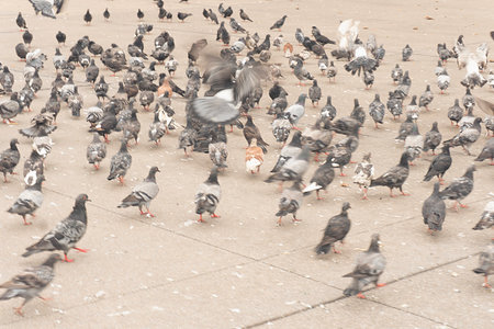 Pigeons and pigeons in the city. Birds in the city.の写真素材